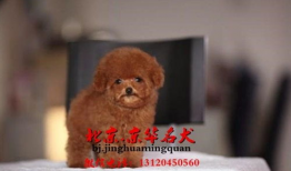 在线观看泰迪熊,温馨回忆与成长之旅